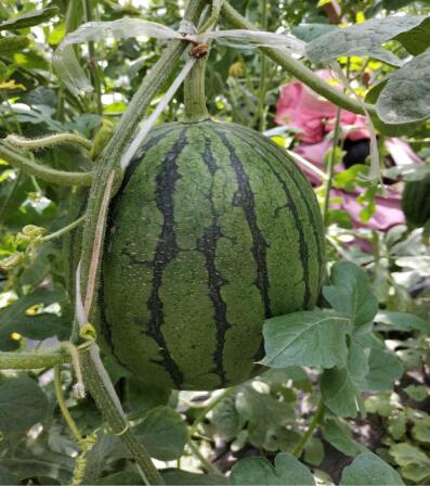 香港六宝典资料大全