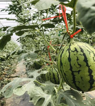 香港六宝典资料大全