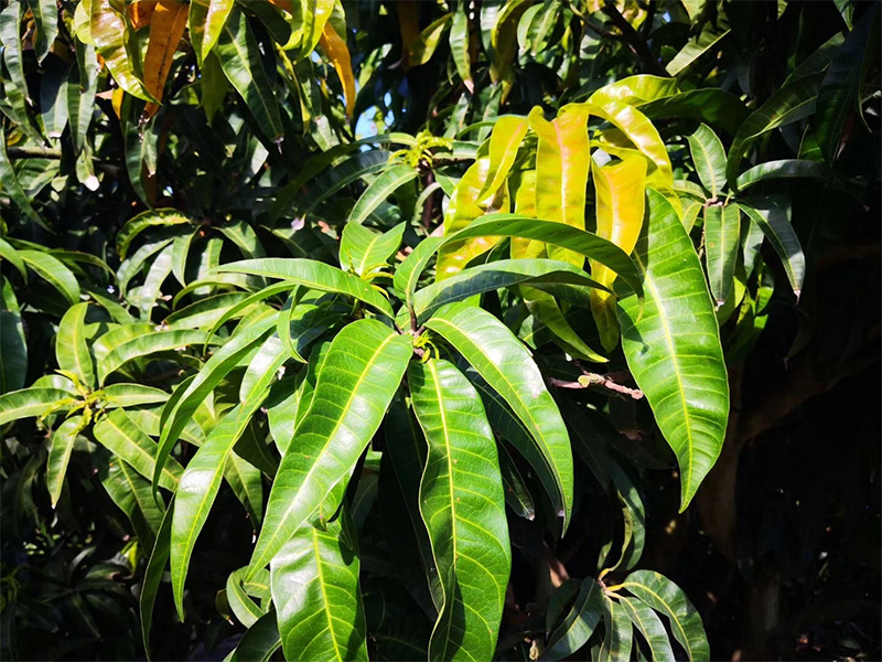 香港六宝典资料大全