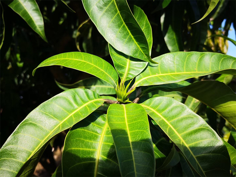 香港六宝典资料大全