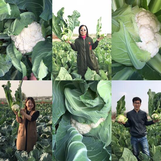 香港六宝典资料大全