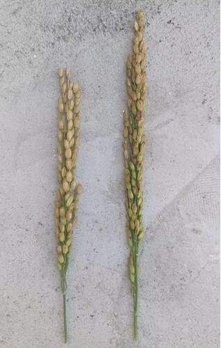 香港六宝典资料大全