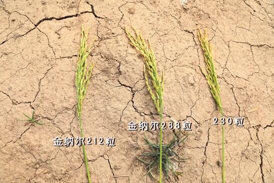 香港六宝典资料大全