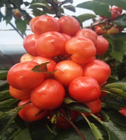 香港六宝典资料大全