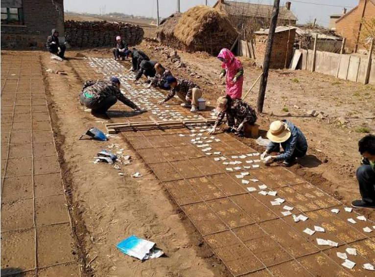 辽宁试验基地播种工作圆满完成